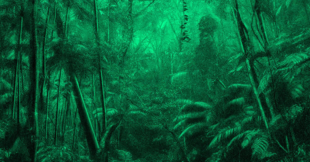Nous les arbres | Collectif